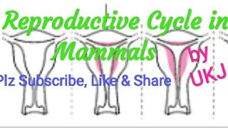 Reproductive Cycle in Mammals Oestrous amp Menstrual cycle Zoology8 [upl. by Nadabus]