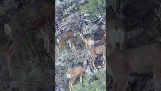 Inclines for days wildlife muledeer deer [upl. by Yemorej456]