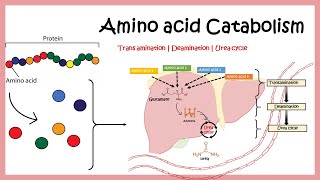 Amino acid catabolism Transamination  Deamination  Urea cycle [upl. by Catt]