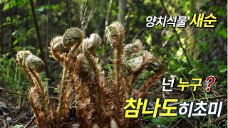 퍼니의 양치식물 넌 누구 참나도히초미 Polystichum ovatopaleaceum var coraiense SaKurata [upl. by Stone]