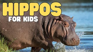 Hippos for Kids  Learn all about hippopotamuses [upl. by Norvun651]