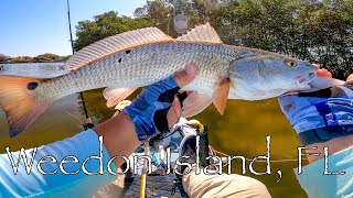 Fishing with Shrimp and Fiddler Crabs at Weedon Island Preserve [upl. by Rellek]