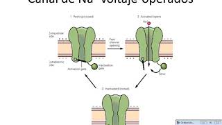 Introducción a electrofisiología [upl. by Namzaj]