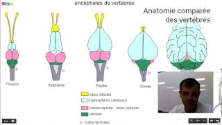 Anatomie comparée des vertébrés [upl. by Gerri461]