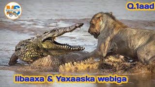 Libaaxa iyo yaxaaska webiga  duurjoog  Q➊aad [upl. by Newra881]