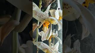 Stanhopea oculata 24 orchid [upl. by Dorri]