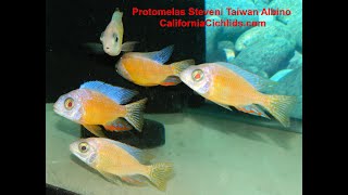 Protomelas Steveni Taiwan Reef Albino [upl. by Robbyn942]