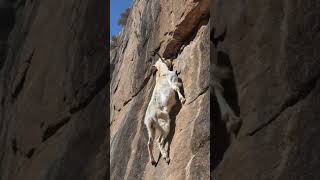 Defying Gravity A Goat’s Incredible Rock Climb [upl. by Anilahs]