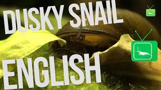 Dusky Snail  Neritina puligera Snail  Snail  GarnelenTv [upl. by Ku607]