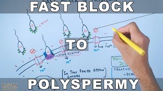 Fast Block To Polyspermy in Sea Urchin [upl. by Staley]