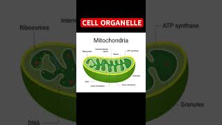 NEET EXAM 2025  NEET 2025 MITOCHONDRIA  CELL ORGANELLES  CELL BIOLOGY  CYTOLOGY  NEET BIOLOGY [upl. by Dwain]