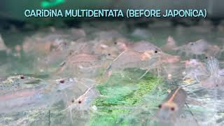 Caridina multidentata before japonica [upl. by Learsi]