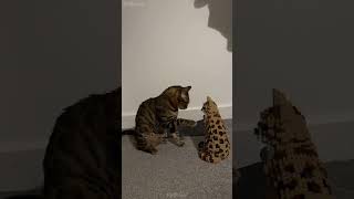 🥹🥹🥹 cat mycatchannel shortvideo funny catchannel yourcat funnycats petschannel yourpet [upl. by Yokum]