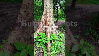 Buttress roots examples [upl. by Suiravat745]