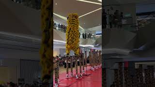 Dai Tong Bak Hock Lion Dance [upl. by Adnolohs]