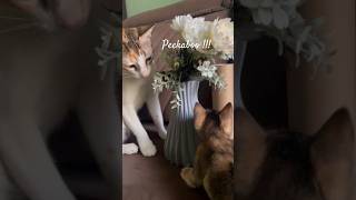 peekaboo catvideos catfunny kitten babykittens catmom catsounds funnyvideo littlekitty [upl. by Navek]