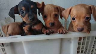 Chiweenie Puppies  Dachshund  Chihuahua  DachshundxChihuahua Puppies 2020 [upl. by Ettelocin]