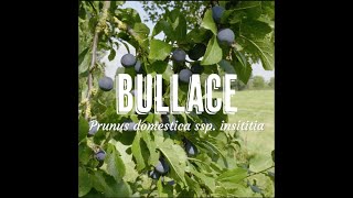 Tree Tuesday  Bullace [upl. by Hola]