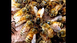 Watch How Bees Accept And Reject Queens Dont Miss This [upl. by Onimod]