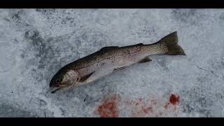 Ice fishing for trout on Cocolalla lake North Idaho January 2022 [upl. by Aiek]