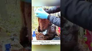 Wild horse rescued from chain wrapped around head and then horse animals short [upl. by Lunna]