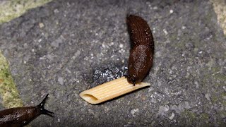 Slug vs Penne Pasta Time Lapse [upl. by Hayes185]