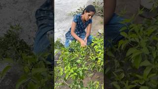 Tip  Time ki ravi konni okasari ento malli epudu chesthunnam pruning pruning pruningtips flowers [upl. by Popper386]