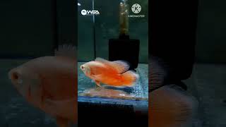 Imported Fire Red Oscar Astronotus Ocellatus Cichlid Breeding Farm aquarium fish oscars [upl. by Felske]