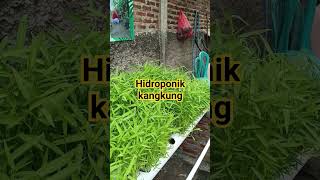 hidroponik kangkung [upl. by Tirrej]