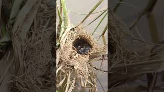 Baby Birds Remarkable Feat Eat In Nest EP115 birdslover birdwatch wildlife viralvideo birds [upl. by Ttoille]