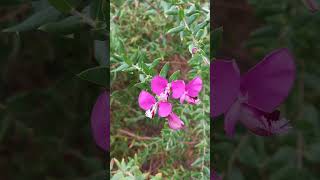 Polygala myrtifolia  Myrtleleaf milkwort  Krzyżownica mirtolistna 🌸 [upl. by Imaon]