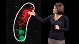 Christine JacobsWagner Yale HHMI 2 DNA segregation amp active intracellular transport in bacteria [upl. by Llemert]