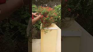 പത്തുമണി ചെടികൾ  portulaca cutting  propagation tablerose gardening plantcare ideas [upl. by Almat]