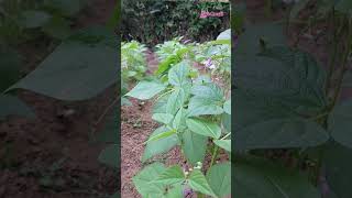 ঝাড় শিমফরাস গাছKidney beanFamilyFabaceae plants botanical kidneybeans lifecraftiqbal [upl. by Ozmo]