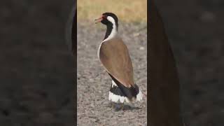 Have you seen any Lapwing speciesshorts animals birds birdslover lapwing [upl. by Dupuis331]