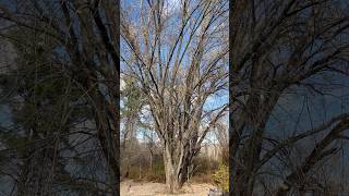 Silver Maple  November 8 2024 2 [upl. by Llertnom]