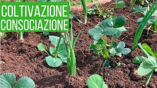 Coltivare le FRAGOLE  2 Consociazioni strane ma efficaci  Orto amp Giardinaggio [upl. by Eyak]