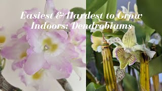 Dendrobium Orchids  Growing Indoors  Easiest amp Hardest to Grow amp Blooming Tips [upl. by Vern]