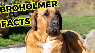 Broholmer dog  Top 10 Interesting Facts [upl. by Miguela]