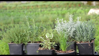 Producción de Plantas Aromáticas y Medicinales  TvAgro por Juan Gonzalo Angel [upl. by Fletcher]