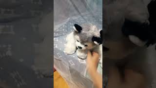 Me compré 2 lobitos de peluche D [upl. by Yerfoeg21]