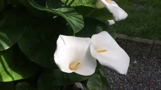 SOME CALLA LILLY CARE TIPS GIANT CALLA LILLY Zantedeschia aethiopica IN FULL BLOOM1080p [upl. by Blackmun995]