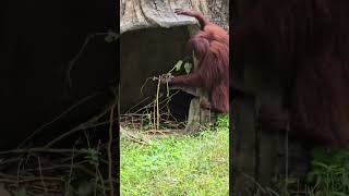 紅毛猩猩Bornean OrangutanTaipei Zoo [upl. by Innej]