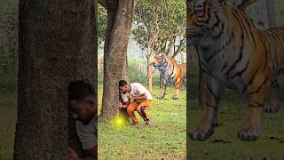 Insaan ghush gaya tree ke under tiger attack shorts [upl. by Lorenz]