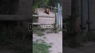 Vizsla pre and post walk hilarious vizsla dog doglover [upl. by Dralliw]