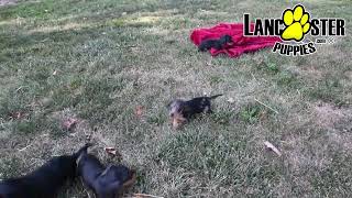 Darling Miniature Dachshund Puppies [upl. by Mackenie]