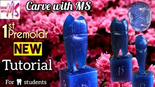 Maxillary First Premolar carving  Maxillary 1st premolar carving  tutorial  wax carving [upl. by Marcia]