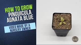 How to Grow and Propagate Pinguicula Agnata True Blue Carnivorous Plant Grow Guide [upl. by Ymeraj]