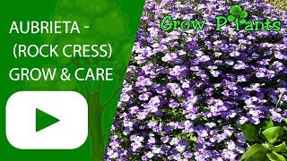 How to Plant Aubrieta Spring Garden Guide [upl. by Pace76]