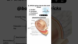 Plant Anatomy🌿🩺🥼neetneetpyq mcqneetncertaiims biologyplantanatomyquiz ncertquestionsshorts [upl. by Aurelius]